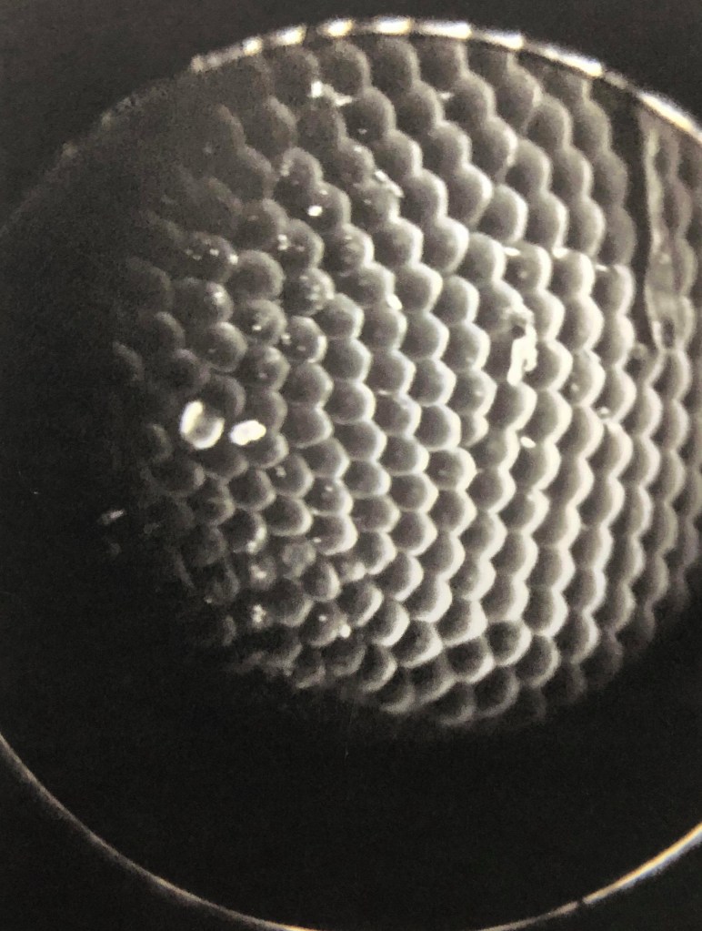 A rectangular image, a circle in the center. Blackness fills the space surrounding the rectangle’s perimeter. A blurry field emerges from the top center of the circle and fades to black. A bright white circle creates the circular plane. In the circle, an arrangement of smaller light gray circles glow in one big cluster. The cluster emerges from the blackness of the rest of the field. A white circle engulfs them with some room between it and the cluster.