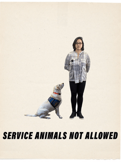 yellow labrador with service animal vest looking attentively at short brown woman with text "service animals not allowed"