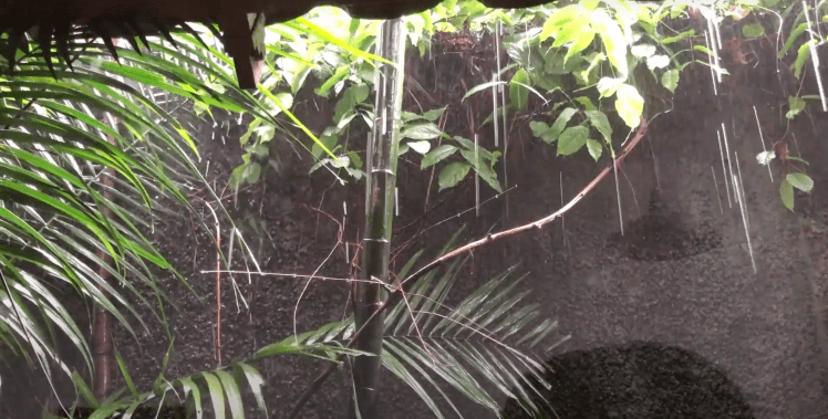 Excerpt from artwork by Barokka: Film still: Water droplets pour down on various leafy plants in front of a grey stucco wall. 